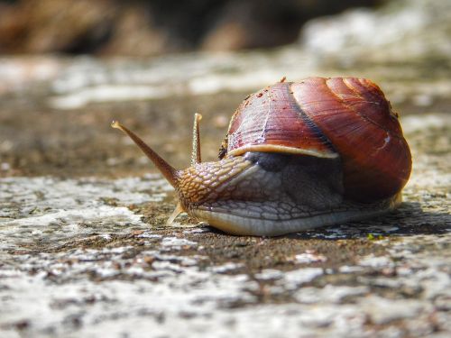 snail stone nature