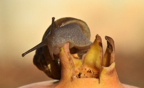 snail pomegranate close