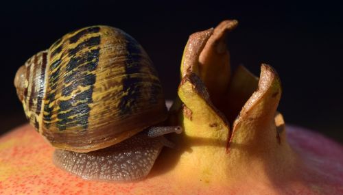 snail pomegranate close