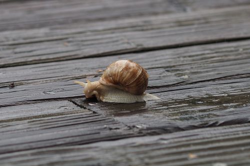 snail rain land snail