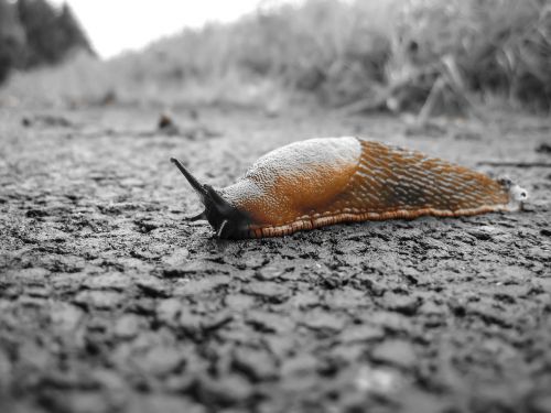 snail slug nature