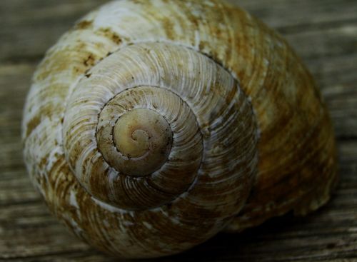 snail spiral macro