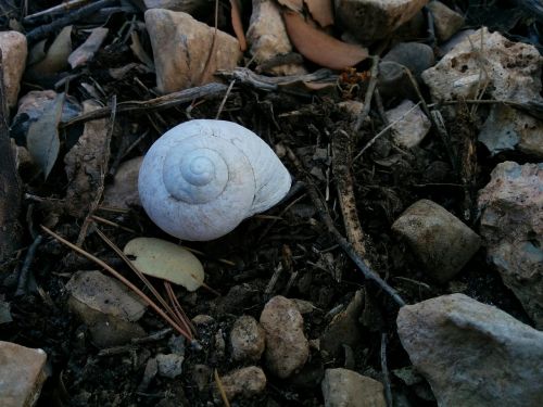 snail nature shell