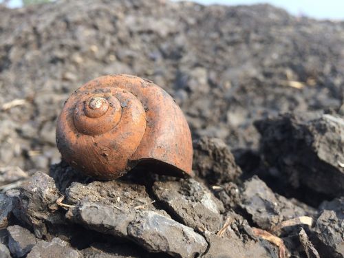 snail nature stone