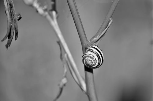 snail shell s w