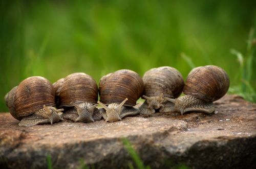 snail snails shell