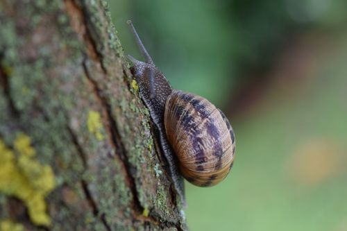 snail close nature