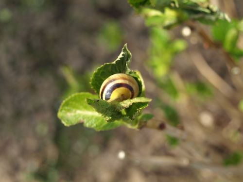 snail shell mollusk