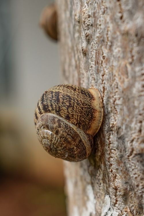 snail tree nature