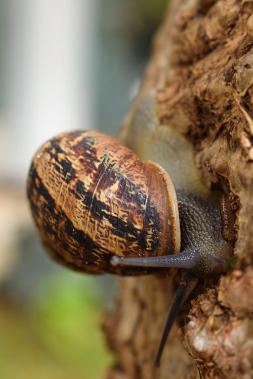 snail tree nature