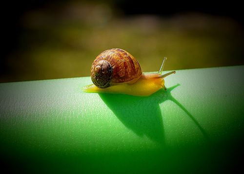 snail slow nature