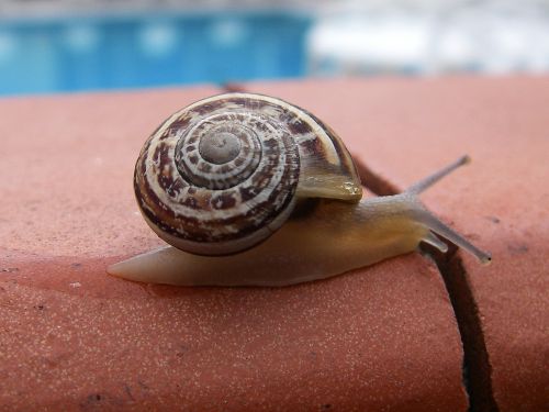 snail spiral shell