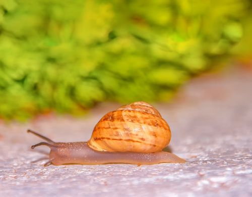 snail slowly bauchfuesser