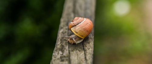 snail nature