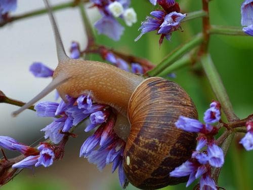 snail shell flower