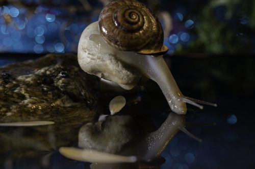 snail slow gastropod