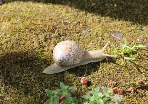 snail animal spring