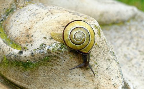 snail  shellfish  garden snail