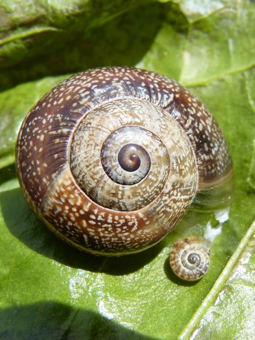 snail  nature  seafood