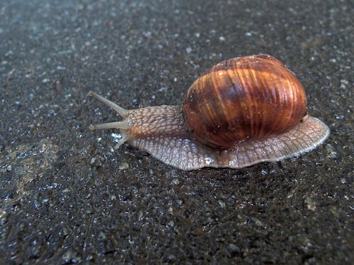 snail  clam  whelks