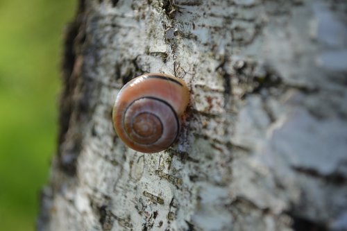 snail  home  wood