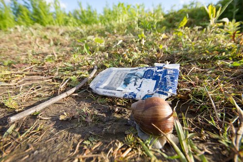 snail  environment  pollution