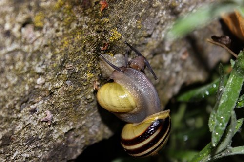 snail  tape worm  nature