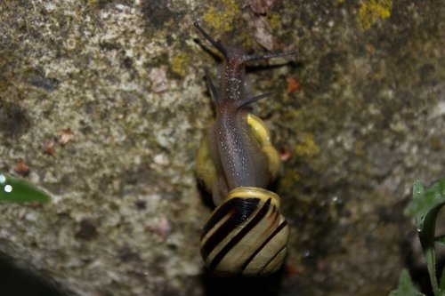 snail  tape worm  nature