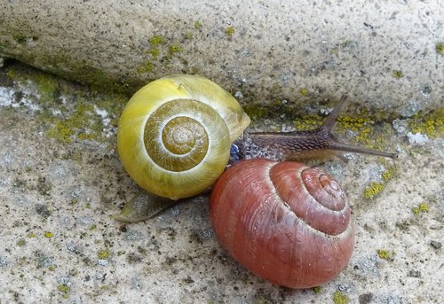 snail  shellfish  garden snail