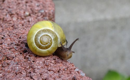 snail  shellfish  garden snail