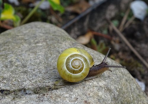 snail  shell  spiral