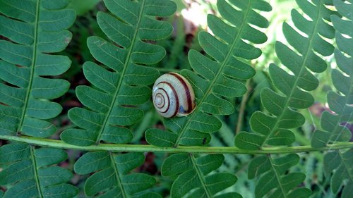 snail  fern  nature