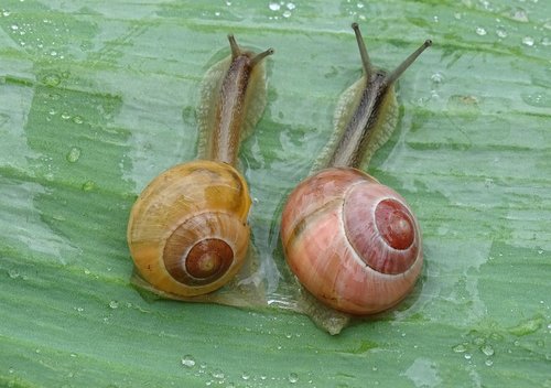 snail  shell  spiral