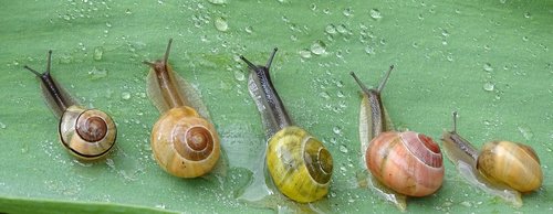 snail  shell  slowly