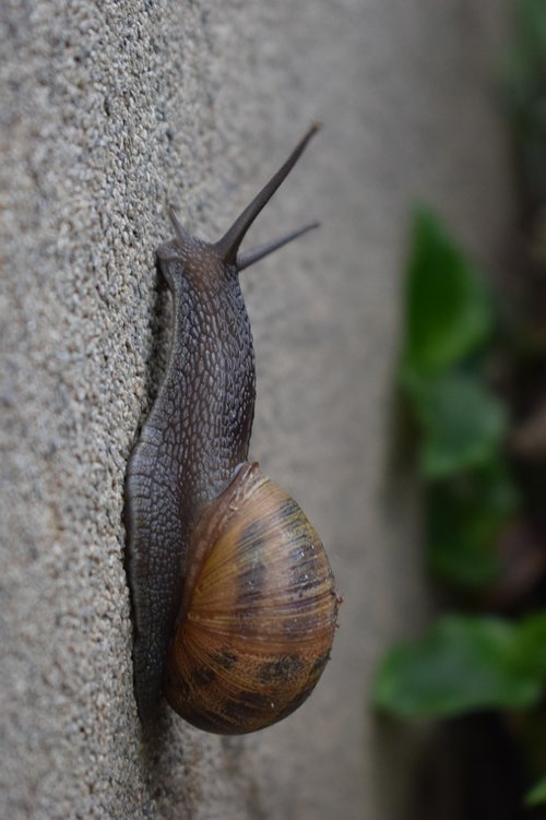 snail  gastropod  slow