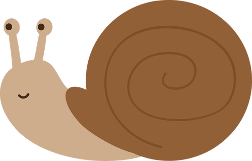 snail  molluscum  shell