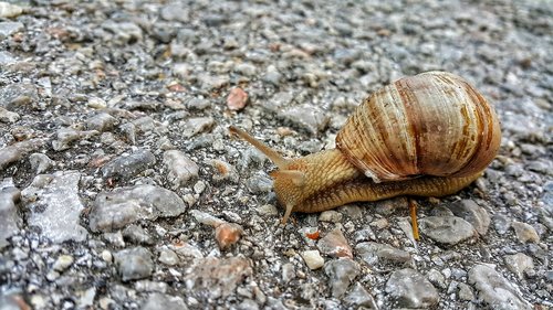 snail  animal  nature