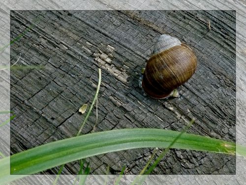 snail conch macro
