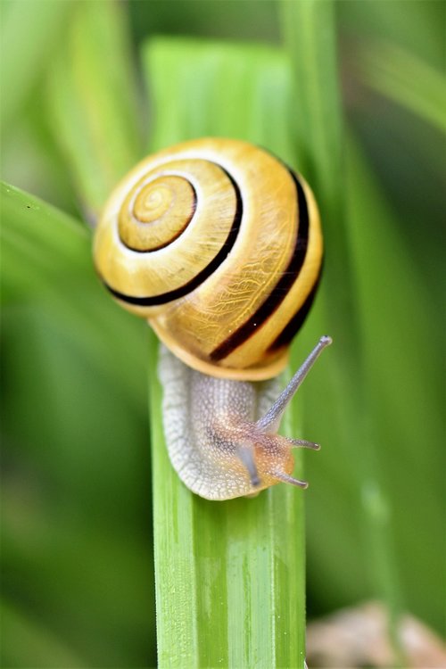 snail  animal  creature