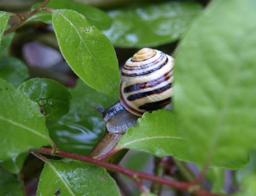 snail shell close