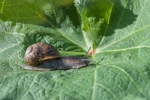 snail  leaf  nature