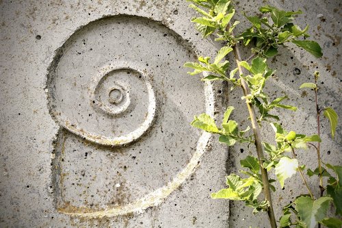 snail  relief  texture