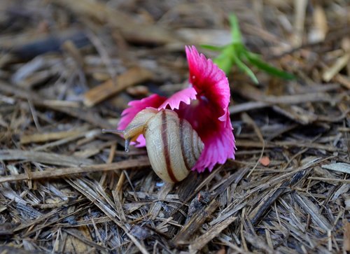 snail  flower  pink