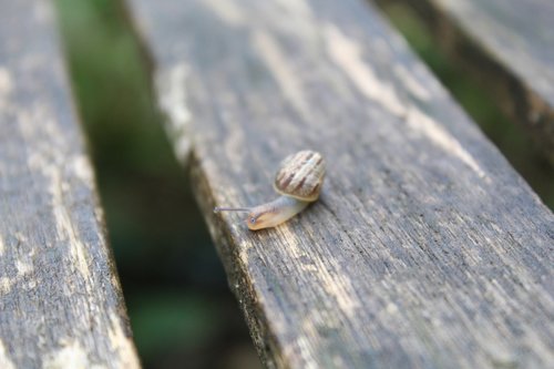 snail  nature  insect