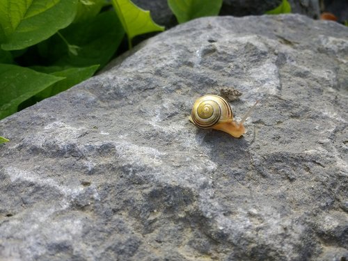 snail  stone  garden