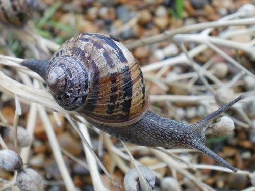 snail  mollusc  animal