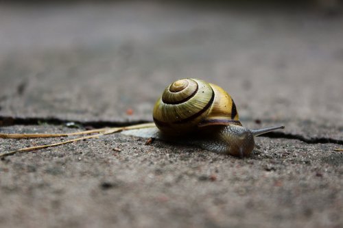 snail  winniczek  shell
