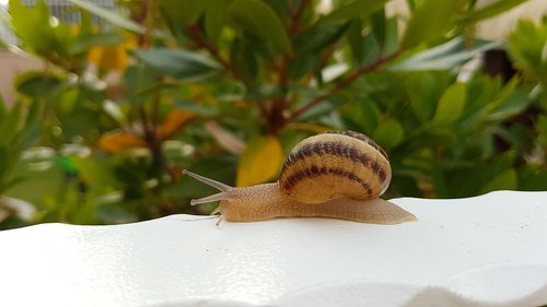 snail  animal  nature
