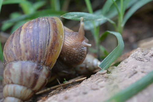 snail  clams  ramble