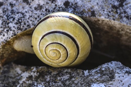 snail  yellow snail  snail shell